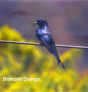 Bronzed Drongo